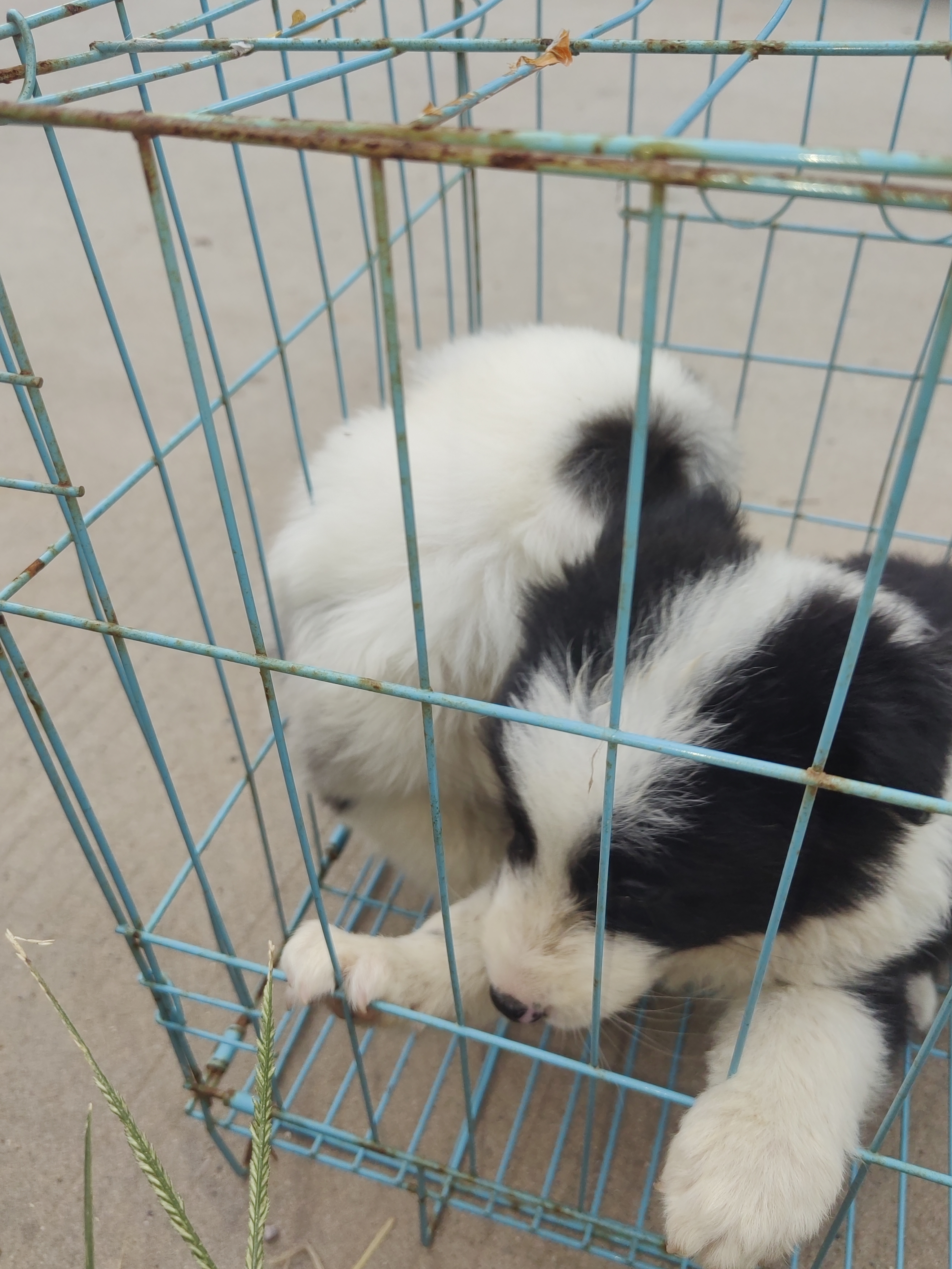 蓝陨石